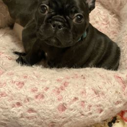 French Bulldog Puppies from Smileys French bulldogs