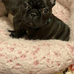 French Bulldog Puppies from Smileys French bulldogs