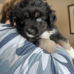 Aussiedoodle, Miniature Australian Shepherd, and Poodle Puppies from Cape Cod Poodles And Doodles