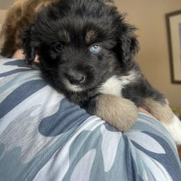 Aussiedoodle, Miniature Australian Shepherd, and Poodle Puppies from Cape Cod Poodles And Doodles