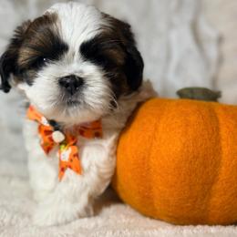 Moo Moo - Brindle and white male Shih Tzu puppy in Northridge, California from Our ShihTzu Family