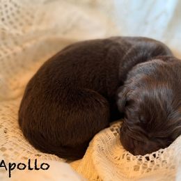 Apollo - Brown male Newfoundland puppy in Goodhue, Minnesota from Claypits Newfoundlands