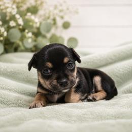 Chihuahua Puppies from Music City Chi’s
