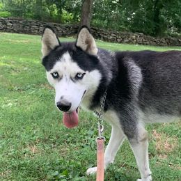 Legend - Siberian Husky