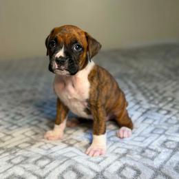 Boy 4 - Brindle male Boxer puppy in Prestonsburg, Kentucky from Diamond Standard Boxers