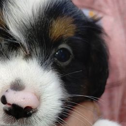 BLACK COLLAR - Black tri Miniature Australian Shepherd puppy in Omak, Washington from Willow Flats Kennels