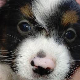 BLACK COLLAR - Black tri Miniature Australian Shepherd puppy in Omak, Washington from Willow Flats Kennels