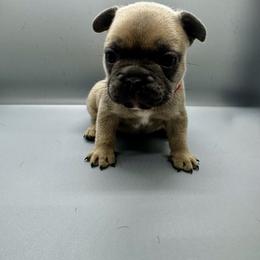 French Bulldog Puppies from DREYCs Frenchies