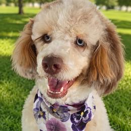 Bailey - Aussiedoodle