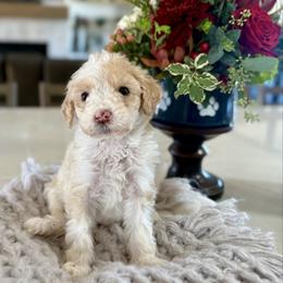 Purple Collar - Fawn and white female Sheepadoodle puppy in Indiahoma, Oklahoma from Farm Fresh Doodles