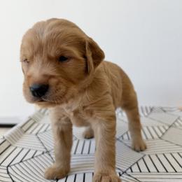 Franklin - White - Dark golden male Golden Retriever puppy in San Martin, California from Church Creek Retrievers