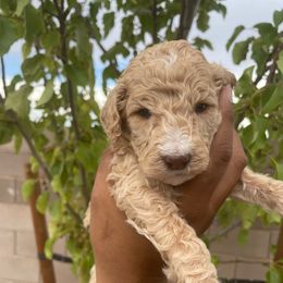 Ganache - Cream male Poodle puppy in Corona, California from Garden Of Poodles