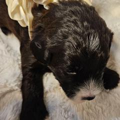 Girl 1 - Black female Whoodle puppy in O'neill, Nebraska from Willowdale Doodles