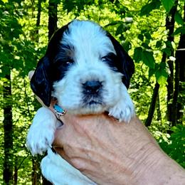 Skiff - Black white and tan male English Springer Spaniel puppy in Grant, Michigan from Bedell's Riverdog Run