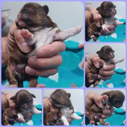 Boy 1 - Tricolor male Shih Tzu puppy in Houston, Texas from Shih Tzu Houston