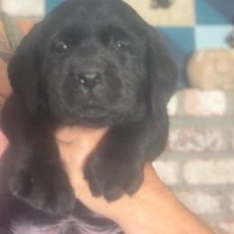 Gelato - Black male Labrador Retriever puppy in Dixon, California from Rosslyn Labradors (Rose-Line)