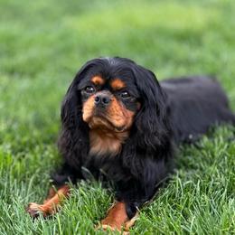 Chevy - Cavalier King Charles Spaniel
