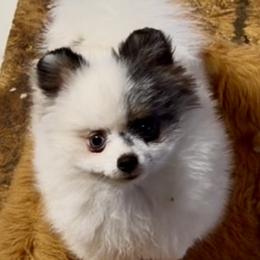 Pomeranian puppies from Heartland Pomeranians and Chihuahuas