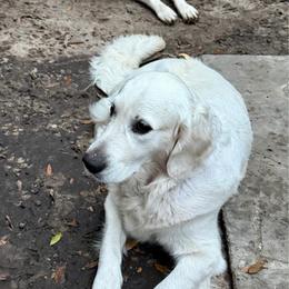 Golden Retriever puppies from Heart and Soul Dog Breeding, Inc.
