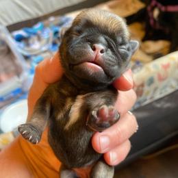 Poppy - Fawn girl 1 - Fawn female Pug puppy in Onalaska, Washington from Cupid’s Pugs