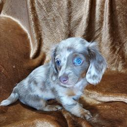 FAITH - Dapple female Dachshund puppy in Swink, Oklahoma from Palali Farm