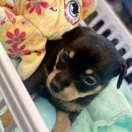 Prague Ratter Puppies from North Star Gem’s Prague Ratters