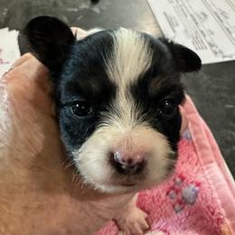 Tinker - Black brown and white female Papillon puppy in Middleville, Michigan from Cheryl's Papillons