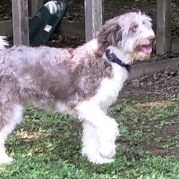 Bianca  - Aussiedoodle