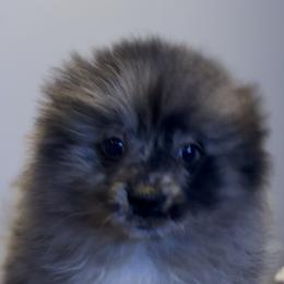 Waylon ( Jennings ) - Blue merle male Pomeranian puppy in Jackson, New Jersey from Peapod Pomeranians