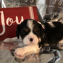 Cavalier King Charles Spaniel All Grown Up from Cutie Pie Cavaliers