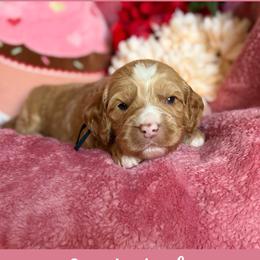 Cupid - Caramel male Australian Labradoodle puppy in Citrus Heights, California from Elite Blend Labradoodles