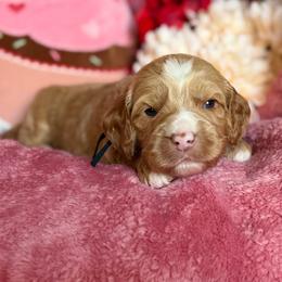 Cupid - Caramel male Australian Labradoodle puppy in Citrus Heights, California from Elite Blend Labradoodles
