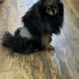 Toshanka - Pomeranian