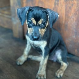 Sinna - Catahoula Leopard Dog