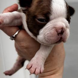 Dotty's red male - Red male Boston Terrier puppy in Yakima, Washington from Barnett’s AKC Boston Terriers