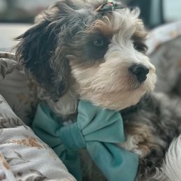 Bernedoodles from Peach & Pawmetto Doodles