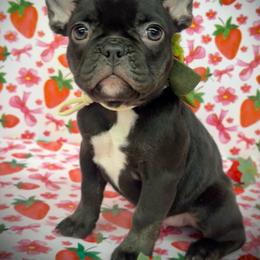 Topaz - Tricolors female French Bulldog puppy in Rockville, Indiana from Blaze Of Glory Bostons & Frenchies