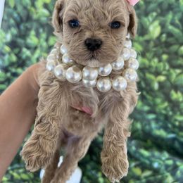 Princess - Apricot female Cavapoo puppy in Yellville, Arkansas from Ozark Mountain Doodles & Pugs