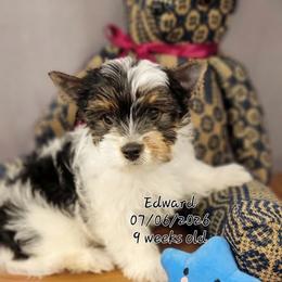 Edward - Black tan and white male Biewer Terrier puppy in Conetoe, North Carolina from Southern Belle's Biewer Terriers & Papillons