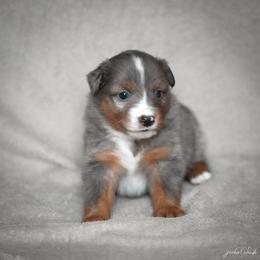 Blue Merle male - Blue merle male Miniature American Shepherd puppy in Rochester, Massachusetts from Anchored Roots Miniature American Shepherds