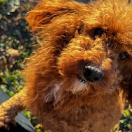 Blaze - Red  Poodle puppy in Knoxville, Tennessee from Lovely Little Poodles