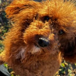 Blaze - Red  Poodle puppy in Knoxville, Tennessee from Lovely Little Poodles