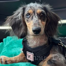 Dachshunds from Langhaus Dachshunds