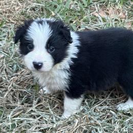 Rex - Black and white male Border Collie puppy in Mckinney, Texas from Border Collies of Ruidoso
