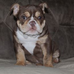Boxer, Bulldog, and French Bulldog Puppies from Hillview Kennels