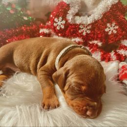 Grey collar female - Red and rust female Doberman Pinscher puppy in Madison, Indiana from Jensen Dobermans and Dachshunds