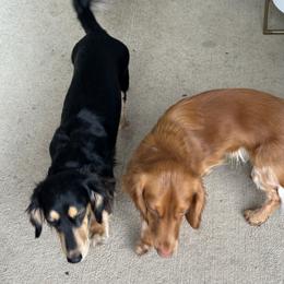 Birdie - Dachshund