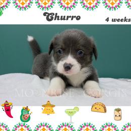 Churro - Gray and white female American Corgi puppy in Mansfield, Ohio from Moonrise corgis