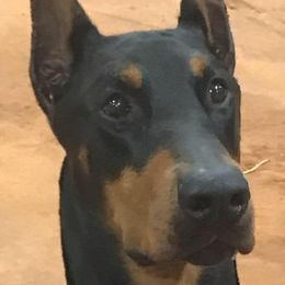 Doberman Pinschers from Abendrot