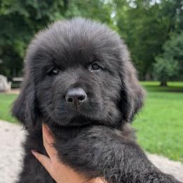 Black Male (Osa) - Black male Newfoundland puppy in Independence, Missouri from K & L Ranch